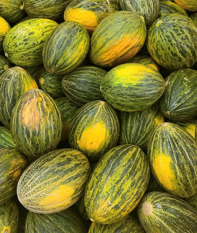 Melon Piel De Sapo Seeds for Planting - Heirloom and Non-GMO Garden Seeds