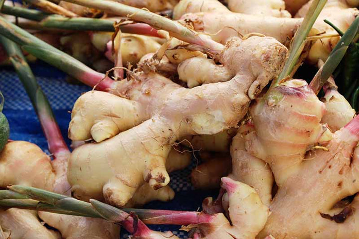 Heirloom Non-GMO Brown Ginger  Seeds for Garden Planting – Rare Exotic Blooms Variety