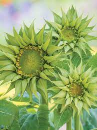 Green Sunflower Seeds for Planting – Grow Unique Sunflowers in Your Garden | Non-GMO & Easy to Grow Dhara Seeds