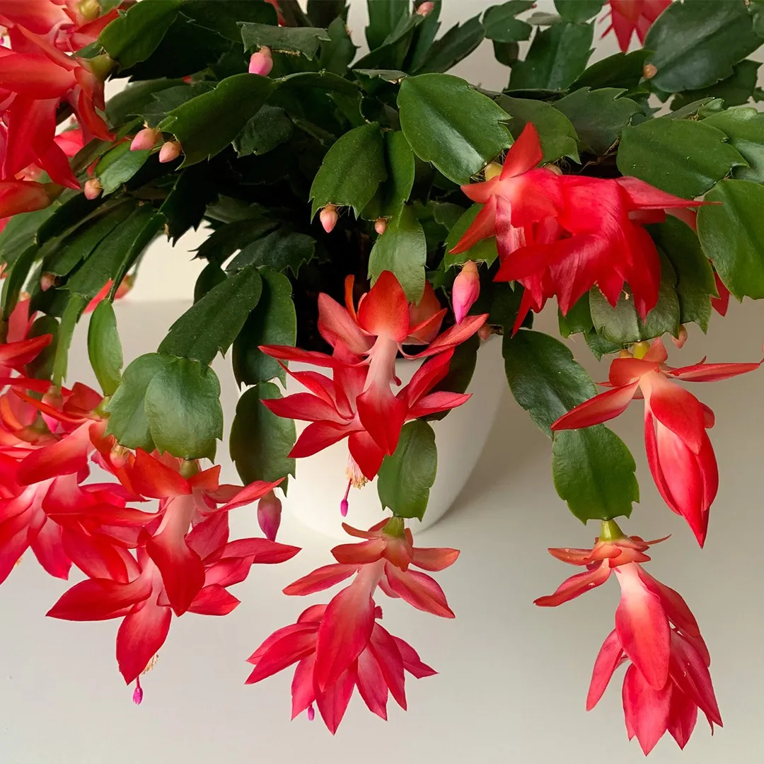 Red Schlumbergera Flower Seeds for Garden - NON GMO Seeds