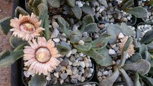 Titanopsis Fulleri Plant Seeds for Planting - 100
