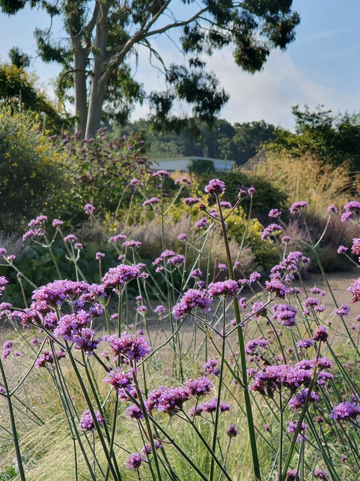 Verbena - Tall