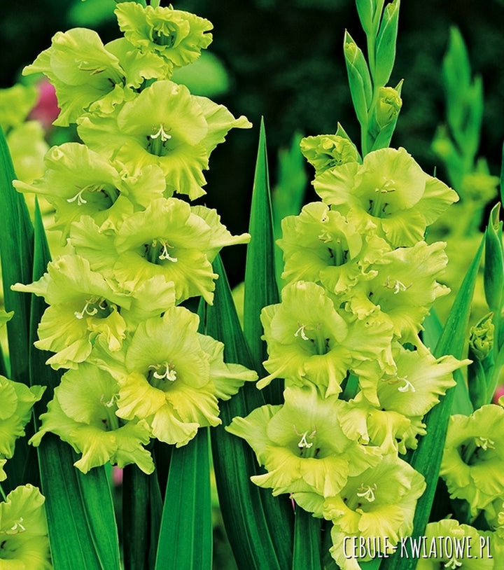 Non-GMO Gladiolus Dark Green Flower Seeds for Garden Planting – Rare Bloom Variety