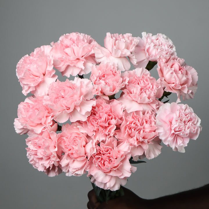 Pink Carnation Flower Seeds – Heirloom, Non-GMO, Classic Blooms for Garden Planting