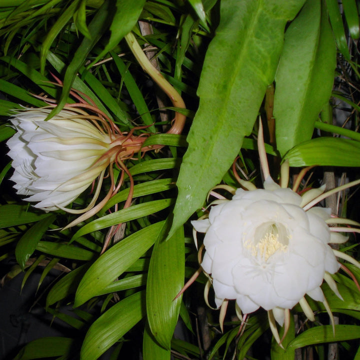 Heirloom White Epiphyllum Oxypetalum Flower Seeds – Non-GMO Night Blooming Garden Seeds