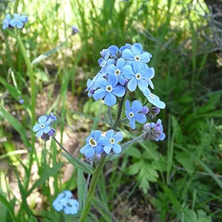 Myosotis Flower Seeds Fresh for Planting NON GMO Seeds Dhara Seeds
