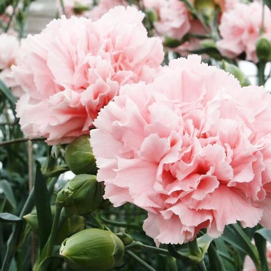 Caryophyllus Light Pink Flower Seeds – Organic, Heirloom, Non-GMO Seeds for Planting