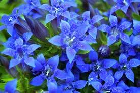 Gentian Flower Seeds for Planting - NON GMO Seeds Dhara Seeds
