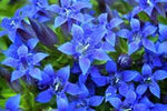 Gentian Flower Seeds for Planting - NON GMO Seeds Dhara Seeds