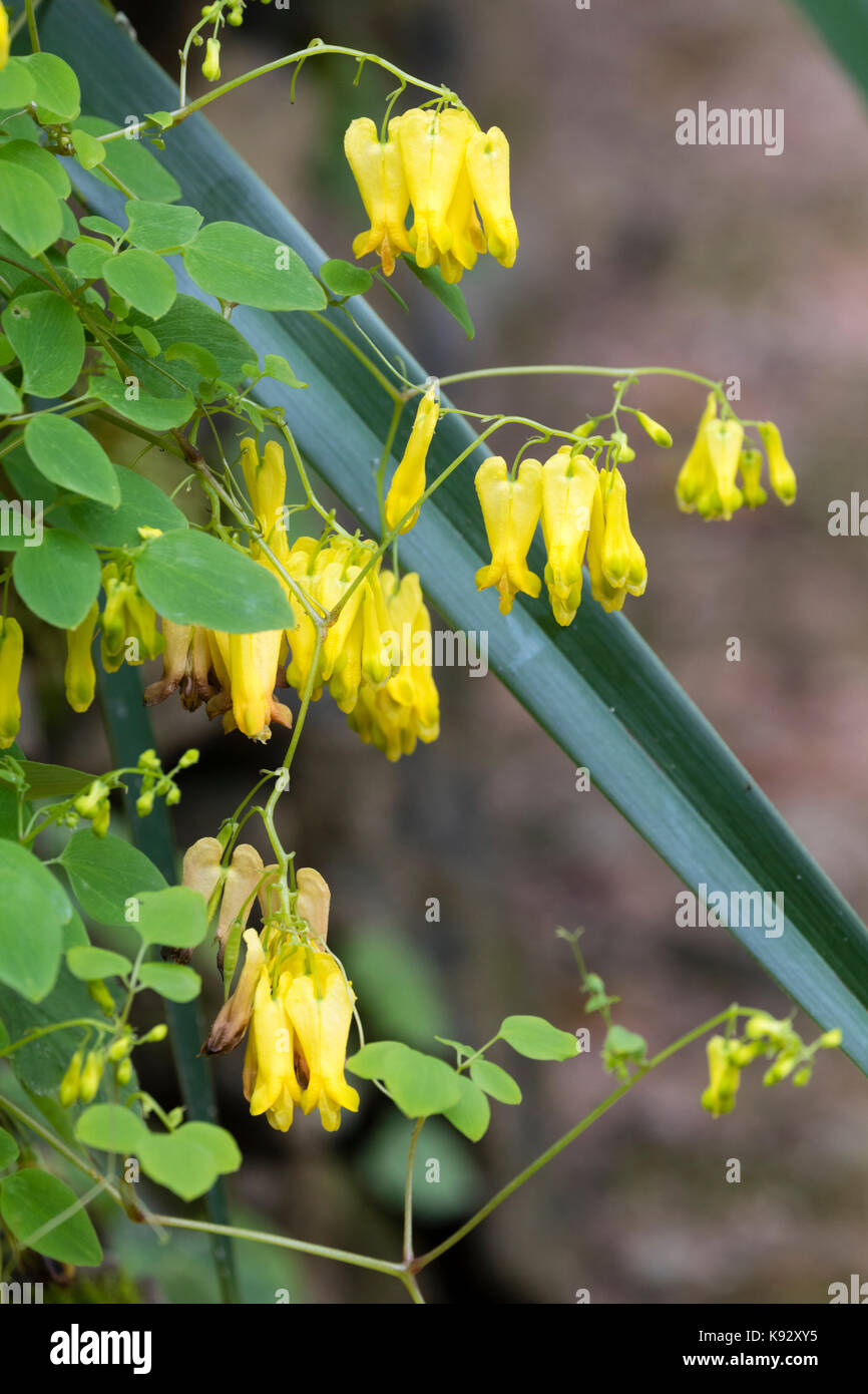 Bleeding heart flower Dicentra spectabilis yellow seeds for shade garden planting