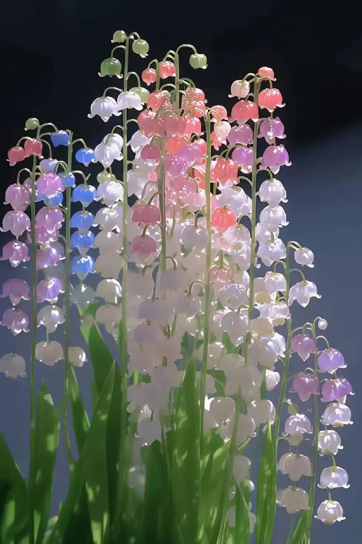 Heirloom Mixed Bell Orchid Flower Seeds – Non-GMO Rare Blooms for Garden Planting Dhara Seeds