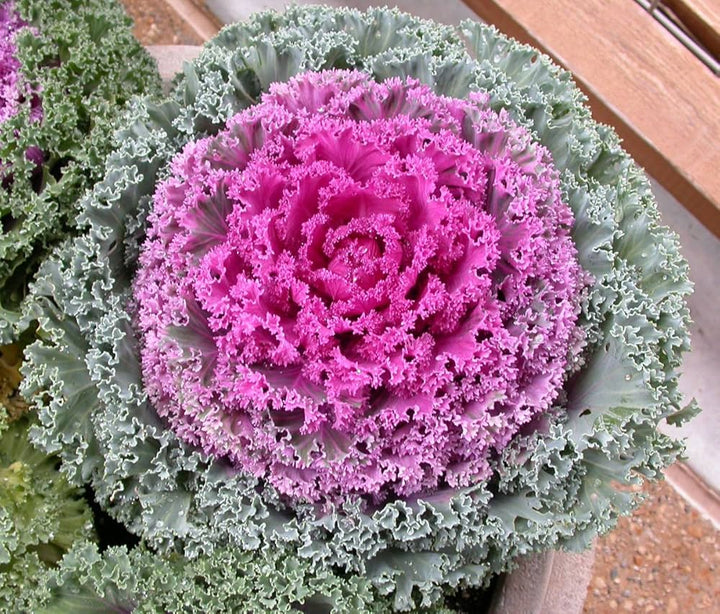 Heirloom Non-GMO Purple Kale flowered vegetable Seeds for Edible Ornamental Garden Planting
