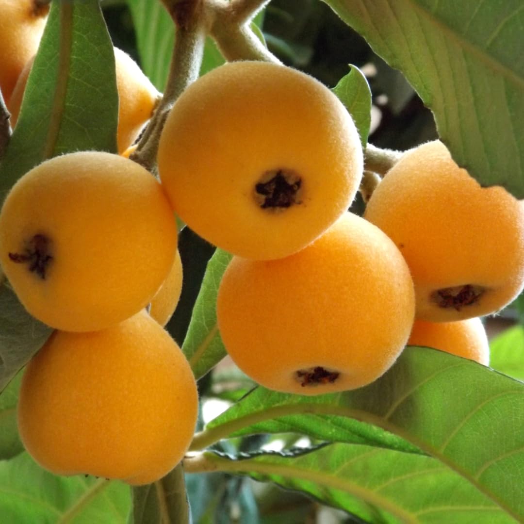 Tanaka Loquat Tree Seeds for Planting - Hardy Fruit Production, Real and Rare Heirloom Fruit Seeds for Home Garden