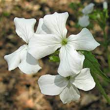 White Lunaria Flower Seeds for Planting - 100