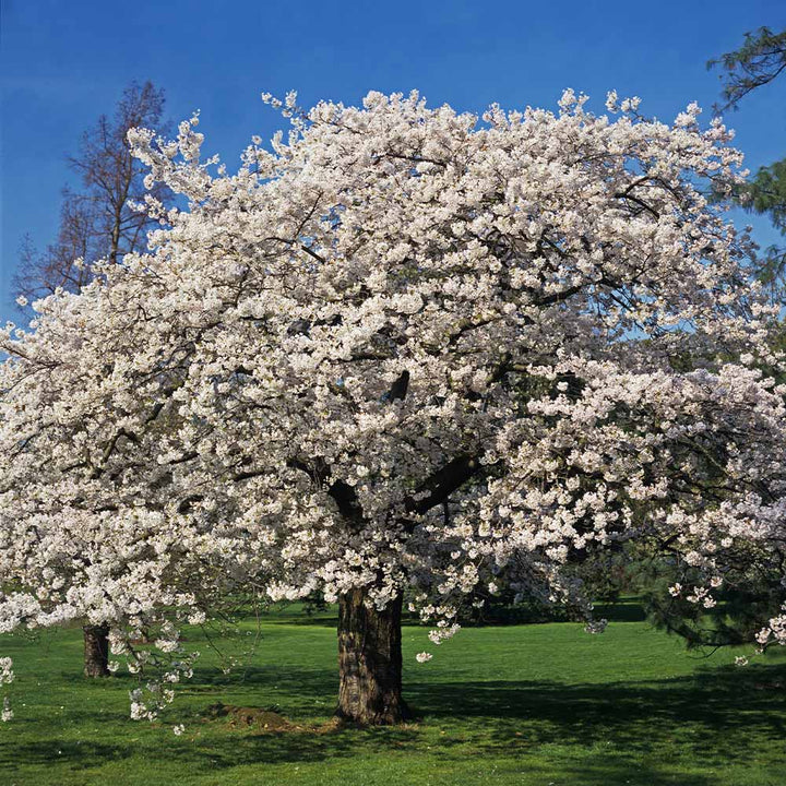 Yoshino Flower Seeds for Planting - 100