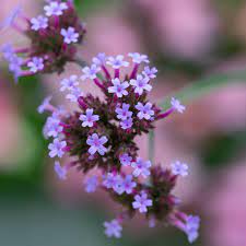 Verbena - Vervain