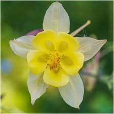 Columbine Aquilegia McKana Giants Yellow Flower Seeds for Planting – Ideal for Pollinator-Friendly and Cottage Gardens