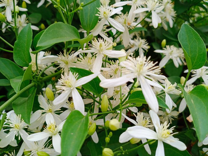 Nocturnum Flower Seeds for Planting - 100