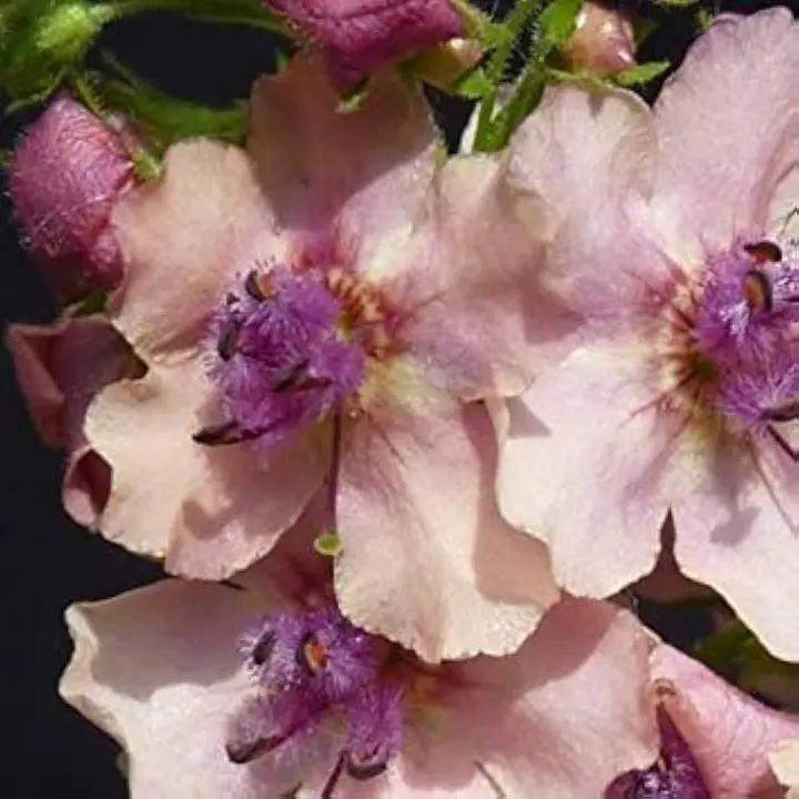 Cream Verbascum Flower Seeds for Planting - NON GMO Seeds Dhara Seeds