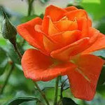 Light Orange Rose Plant Seeds Non-GMO Heirloom Garden Seeds for Planting Ideal for Home Gardens Dhara Seeds