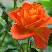 Light Orange Rose Plant Seeds Non-GMO Heirloom Garden Seeds for Planting Ideal for Home Gardens Dhara Seeds