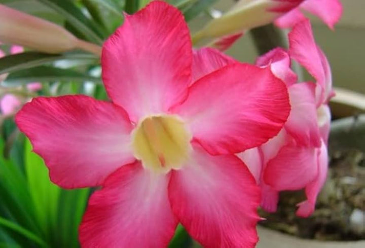 Pink Obesum Flower Seeds for Planting - 100