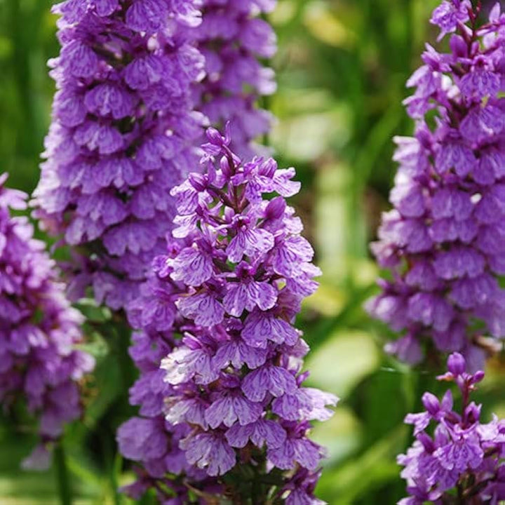 Dactylorhiza Flower Seeds for Planting, 100