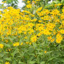 Topinambur Flower Seeds for Planting - 100