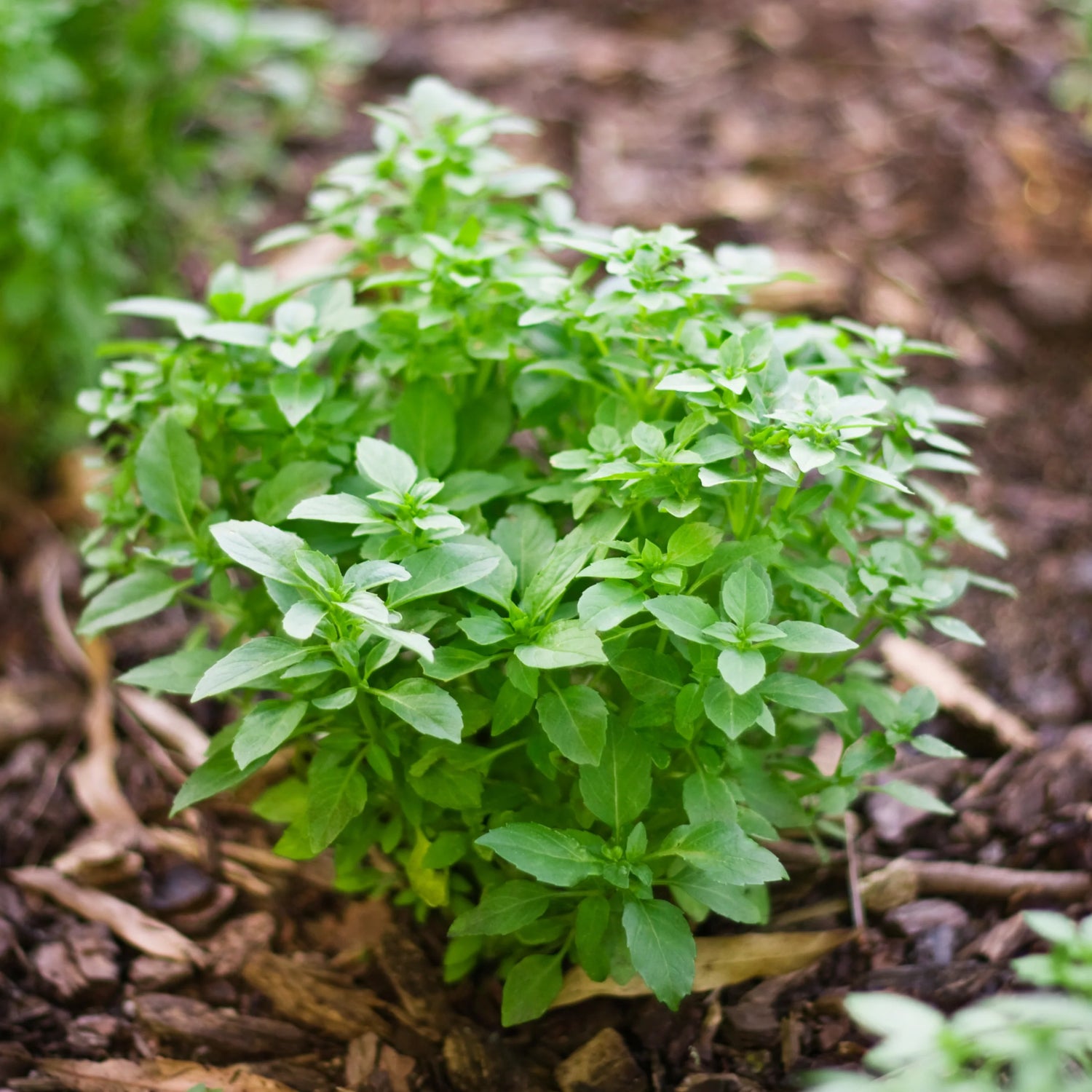 Spicy Globe Basil Seeds – Compact Basil with Bold Flavor for Containers & Edging