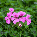 Heirloom Mixed Ivy Geranium Flower Seeds – Non-GMO Planting Seeds for Your Garden Dhara Seeds