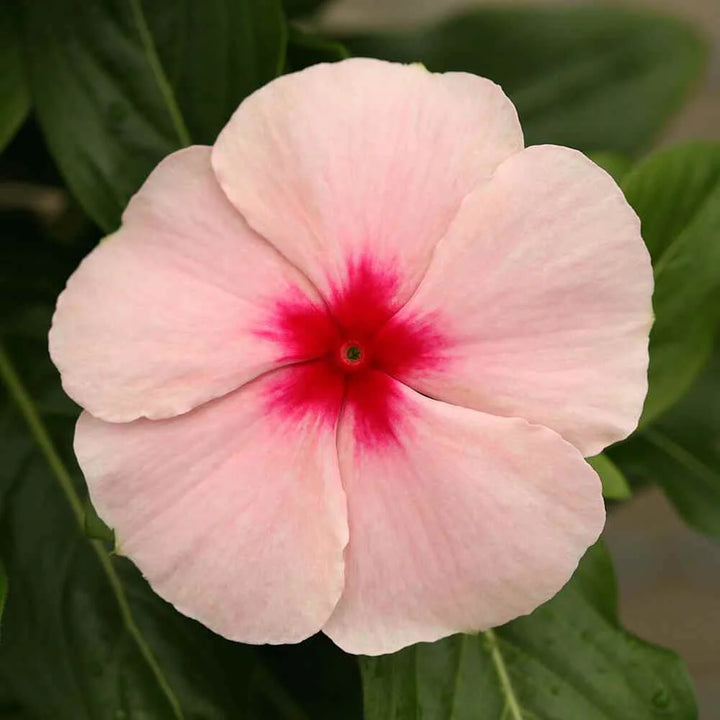 Heirloom Non-GMO Vinca Periwinkle Flower Seeds – Light Pink Blooms for Planting