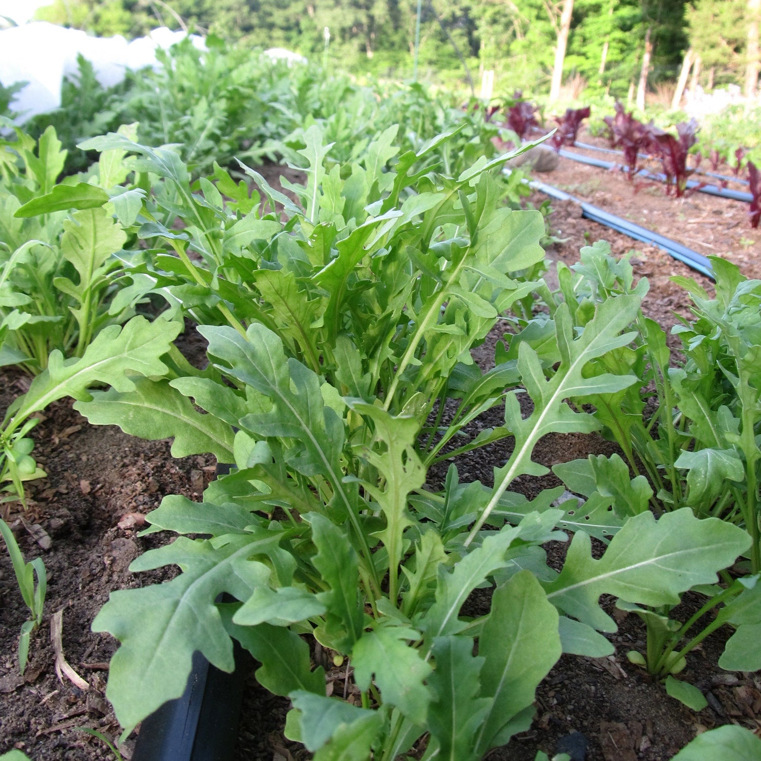 Nemesis Wild Arugula Seed