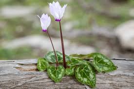 Purple White Cyclamen Flower Seeds for Planting - 100
