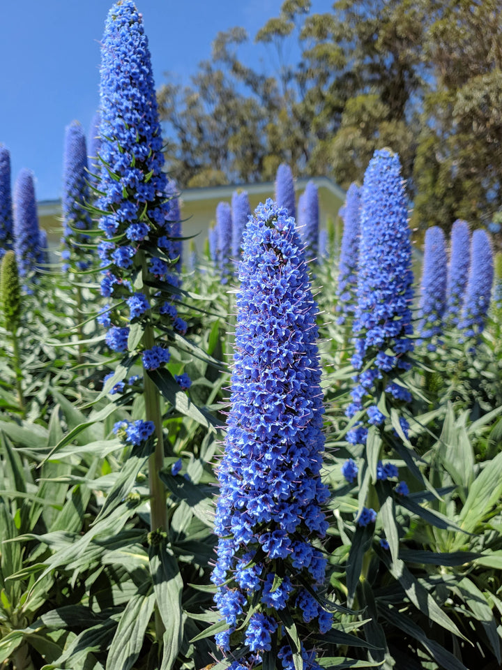 Blue Fastuosum Flower Seeds for Planting - 100