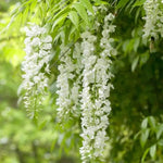 Heirloom Non-GMO White Wisteria Flower Seeds for Garden Planting – Cascading Fragrant Blooms Dhara Seeds