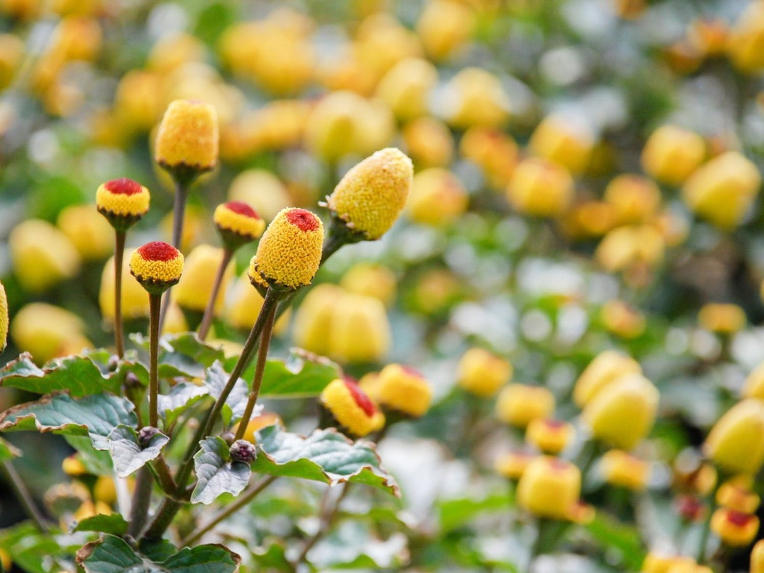 Spilanthes -  Lemon Drop