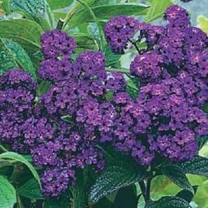 Heliotrope Flower Seeds for Planting - 100