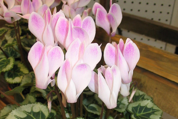 Heirloom Pale Pink Cyclamen Flower Seeds for Planting, Non-GMO