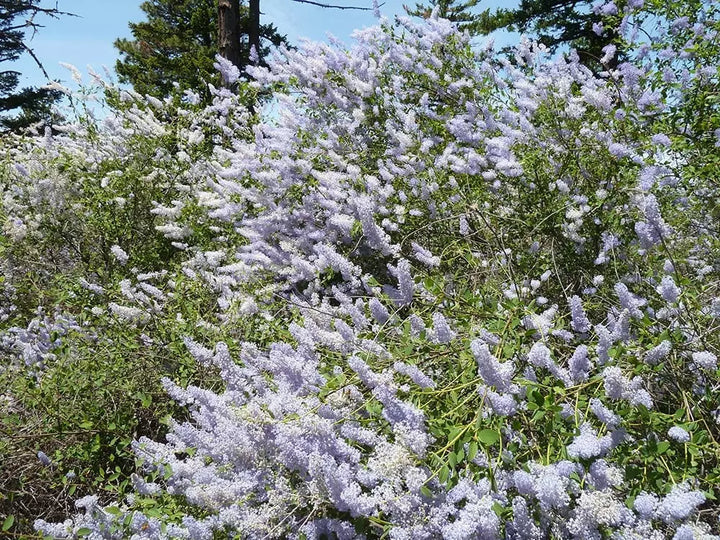 Integerrimus Flower Seeds for Planting, 100