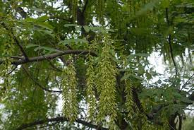 Pterocarya Stenoptera Plant Seeds for Planting - 100