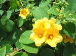 Cordifolia Flower Seeds for Planting - NON GMO Seeds Dhara Seeds