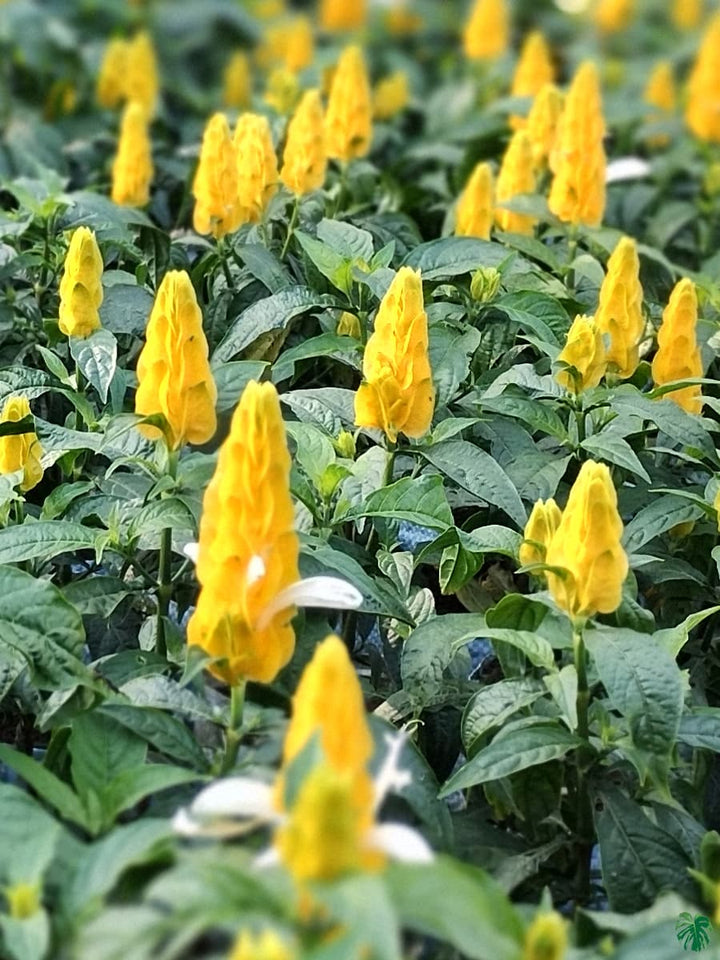 Yellow Crossandra Flower Seeds for Planting - 100