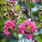 Pink Crape Myrtle Seeds for Planting - NON GMO Seeds Dhara Seeds