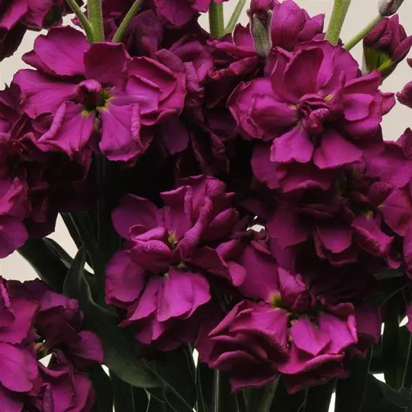 Purple Matthiola Flower Seeds for Planting - 100