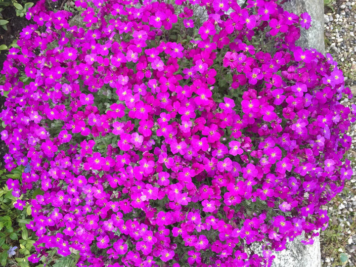 Pink Aubrieta Plant Seeds for Planting - 100
