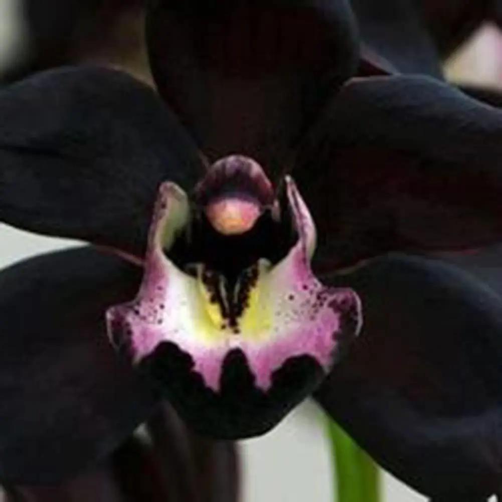 Samen Orchidee Seeds for Planting - 100 Dhara Seeds