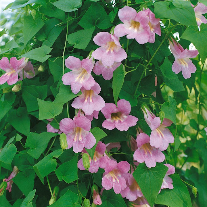 Pink Asarina Flower Seeds for Planting, 100