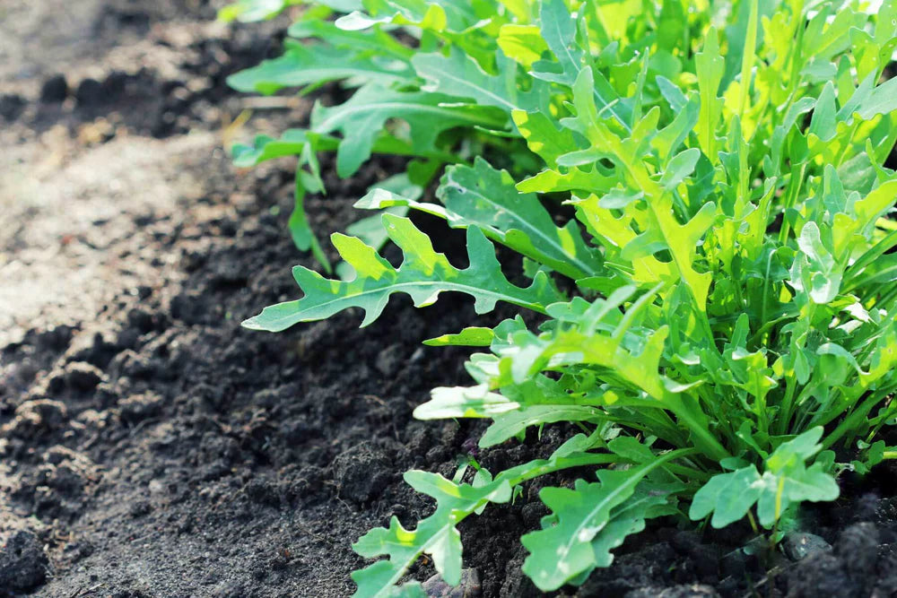 Bellezia Wild Arugula Seed