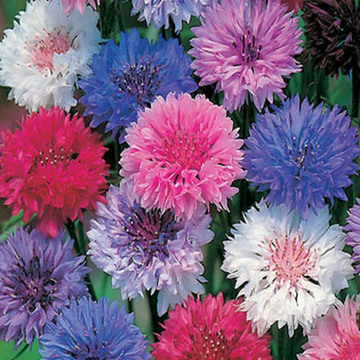 Mixed Bachelor Flower Seeds for Planting, 100
