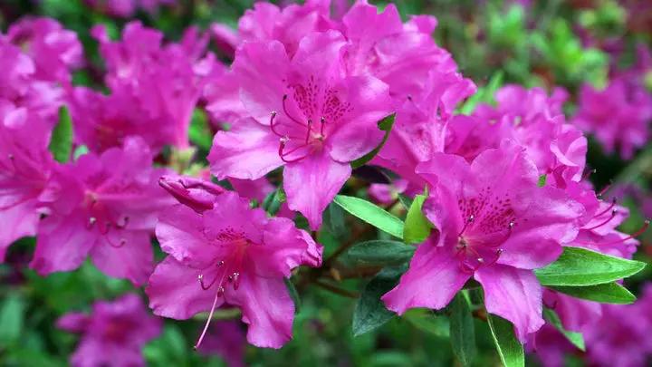 Azalea Flower Seeds Multicolor for Planting NON GMO Seeds Dhara Seeds